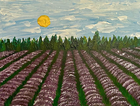 Lavender Field - Canvas Prints